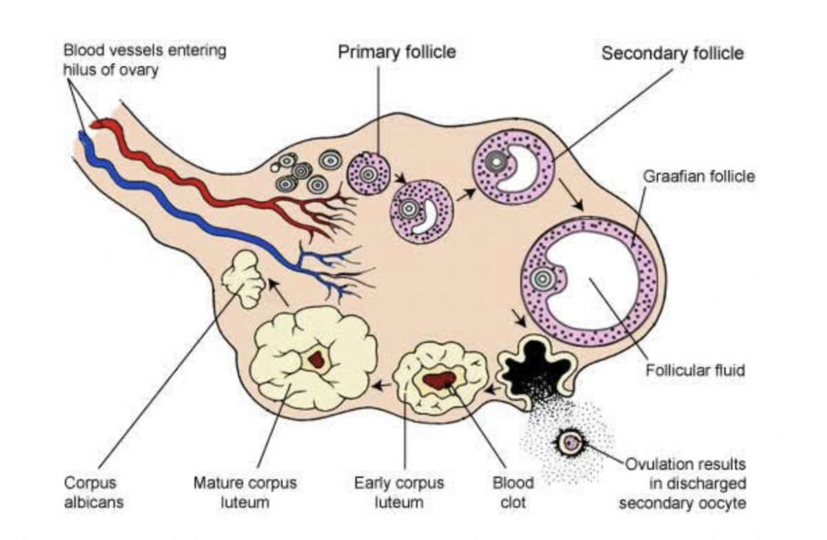 Fertility Testing: A Comprehensive Overview by Walk In GYN